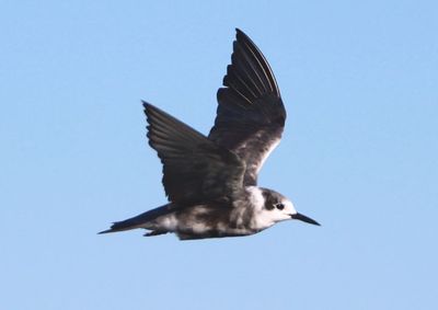 Black Tern; transitional 