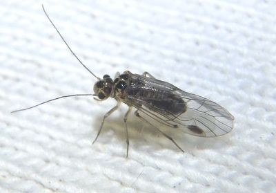 Blaste quieta; Barklouse species