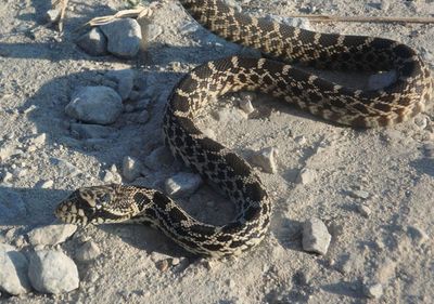 Bullsnake; juvenile