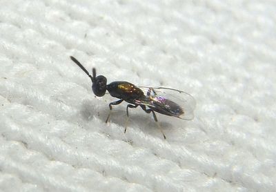 Chalcidoidea Chalcid Wasp species
