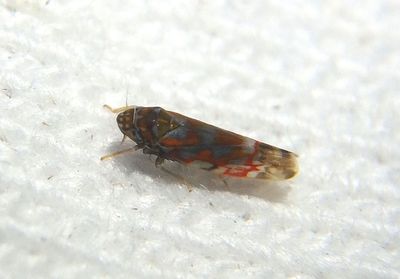 Erythroneura rubrella complex; Leafhopper species
