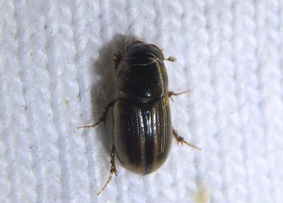 Labarrus pseudolividus; Aphodiine Dung Beetle species