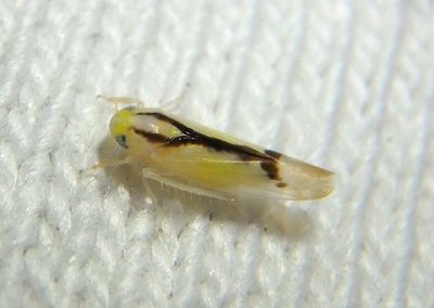 Ossiannilssonola phryne; Leafhopper species