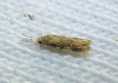 Oxyethira Microcaddisfly species