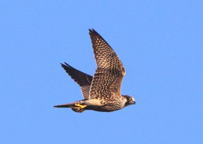 Peregrine Falcon; juvenile 