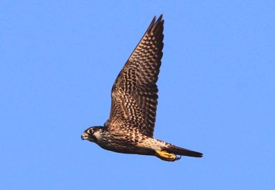 Peregrine Falcon; juvenile