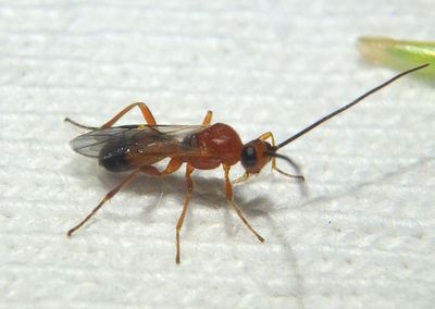 Phanerotoma Braconid Wasp species