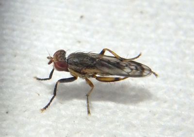 Pherbellia nana; Marsh Fly species