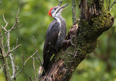 Pileated Woodpecker; juvenile