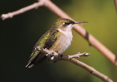 Ruby-throated Hummingbird; female