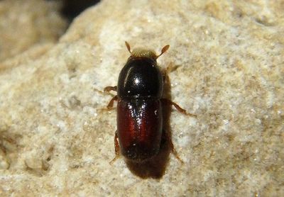 Scolytus multistriatus; Smaller European Elm Bark Beetle; exotic 