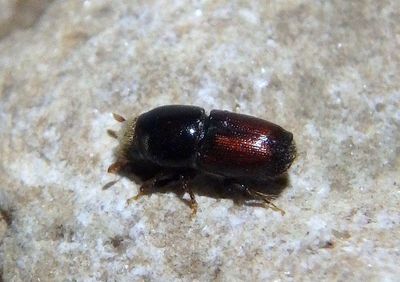 Scolytus multistriatus; Smaller European Elm Bark Beetle; exotic 
