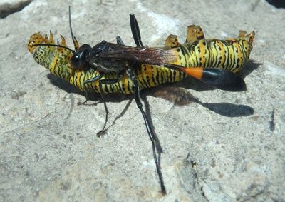9299 - Eudryas unio; Pearly Wood-nymph caterpillar 