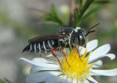 Coelioxys Cuckoo Leafcutter Bee species