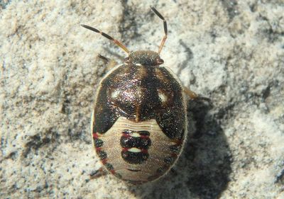 Holcostethus limbolarius; Stink Bug species nymph