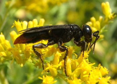Larra analis; Mole Cricket Hunter Wasp species