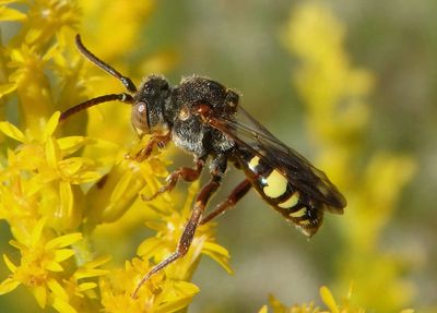 Nomada vicina; Cuckoo Bee species