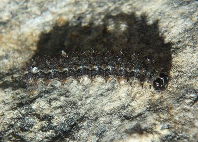 Phyciodes tharos; Pearl Crescent caterpillar