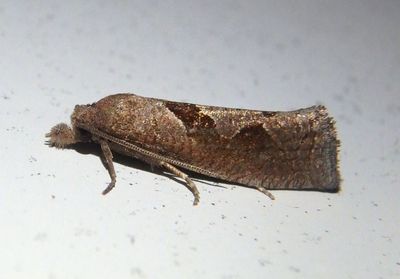 3116.1 - Pelochrista similiana; Tortricid Moth species