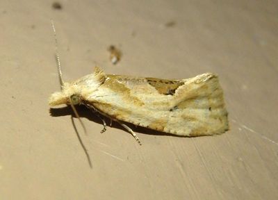 3754.1 - Aethes angustana; Tortricid Moth species