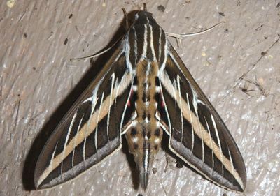 7894 - Hyles lineata; White-lined Sphinx