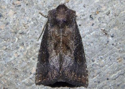 9502 - Papaipema nelita; Coneflower Borer Moth 