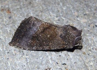 9502 - Papaipema nelita; Coneflower Borer Moth