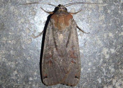 11003.1 - Noctua pronuba; Large Yellow Underwing; exotic