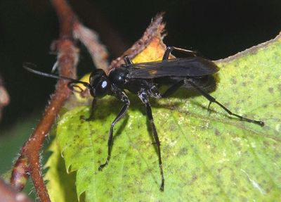 Anoplius Blue-black Spider Wasp species
