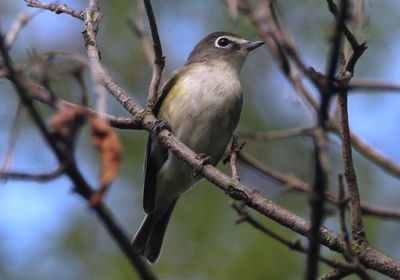 Blue-headed Vireo