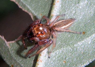 Colonus sylvanus; Jumping Spider species; male