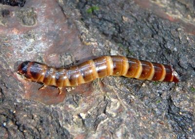Meracantha contracta; Darkling Beetle species larva