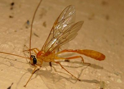 Ophion Short-tailed Ichneumon Wasp species