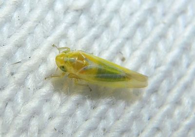 Erythridula Leafhopper species