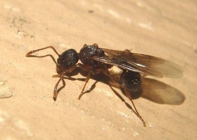 Myrmica detritinodis; Ant species; male