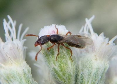 Ponera pennsylvanica; Ant species; male