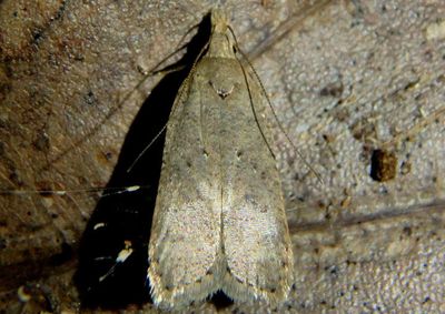 2287 - Dichomeris ventrellus; Twirler Moth species