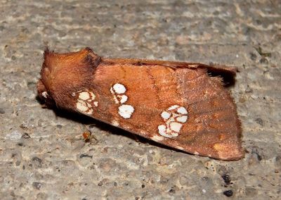 9492 - Papaipema marginidens; Brick-Red Borer Moth