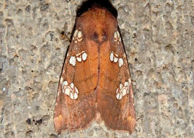 9492 - Papaipema marginidens; Brick-Red Borer Moth