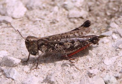 Ageneotettix deorum; White-whiskered Grasshopper 