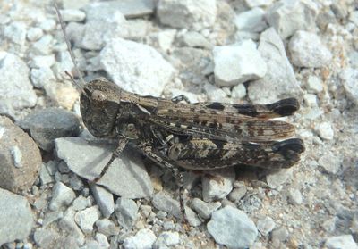 Ageneotettix deorum; White-whiskered Grasshopper