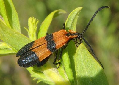 Calopteron reticulatum; Reticulated Net-winged Beetle