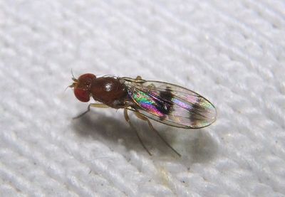 Chymomyza amoena; Vinegar Fly species 