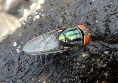 Cochliomyia macellaria; Secondary Screwworm Fly