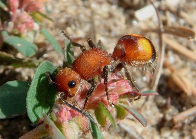 Dasymutilla gibbosa; Velvet Ant species; female