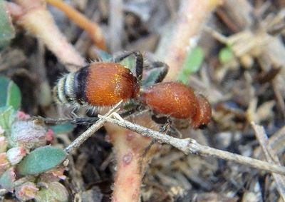 Dasymutilla nigripes; Velvet Ant species; female