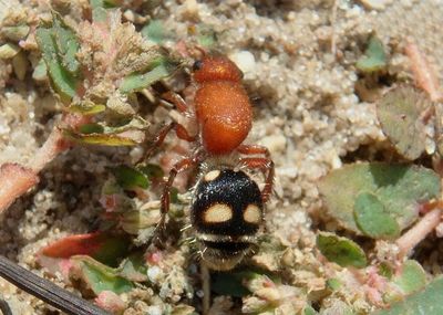 Dasymutilla quadriguttata; Four-spotted Velvet Ant; female