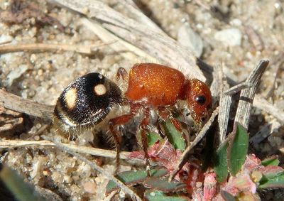 Dasymutilla quadriguttata; Four-spotted Velvet Ant; female