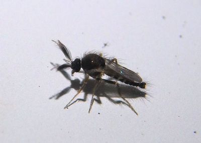 Forcipomyia Biting Midge species