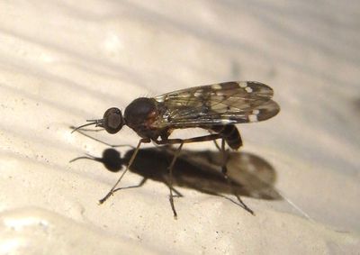 Sylvicola alternatus; Wood Gnat species